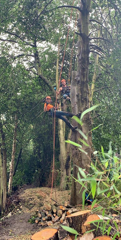 W.K. Services - ascending trees with the family!