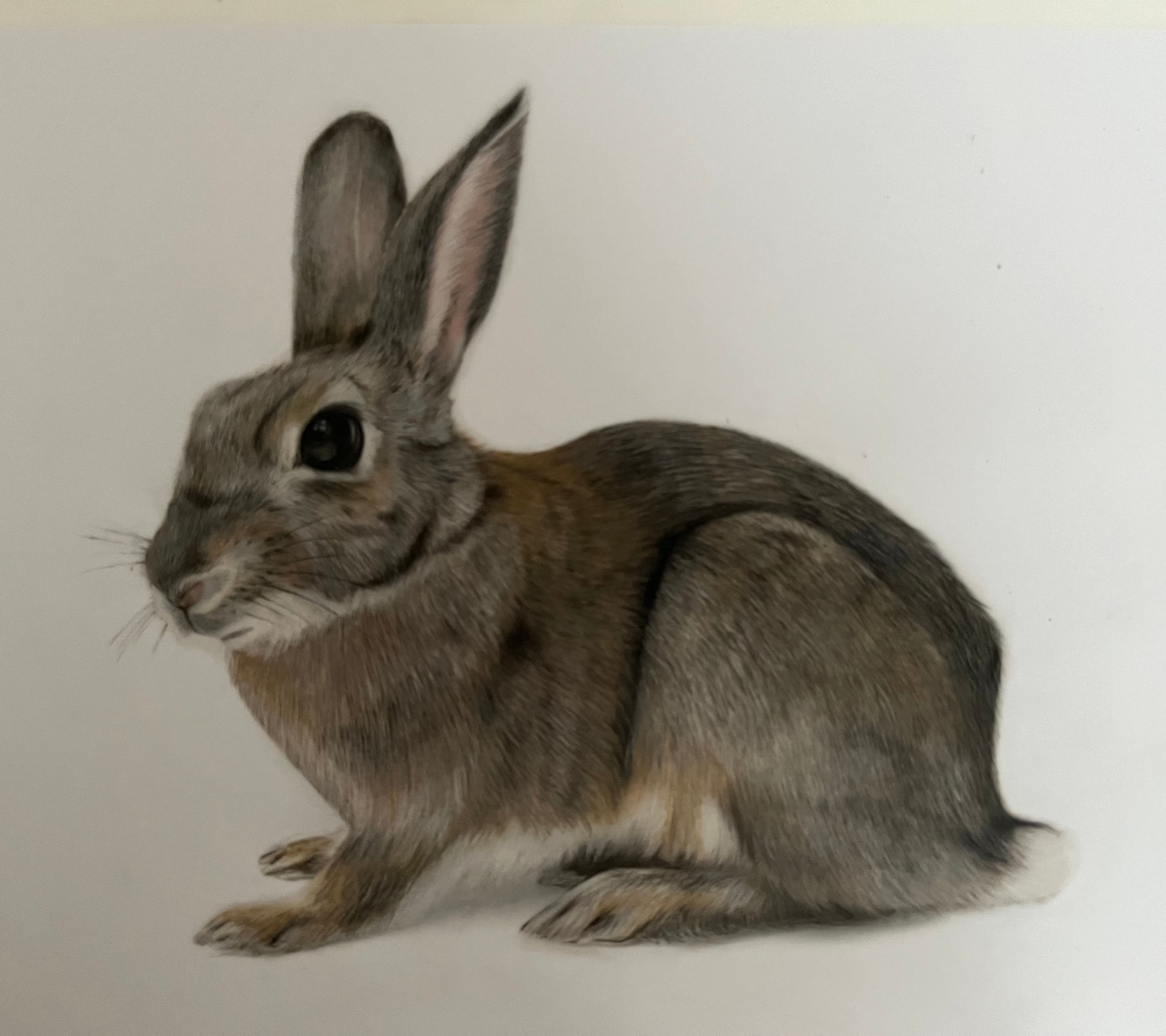 Original Coloured Pencil Rabbit Drawing | Niki Clifton Art