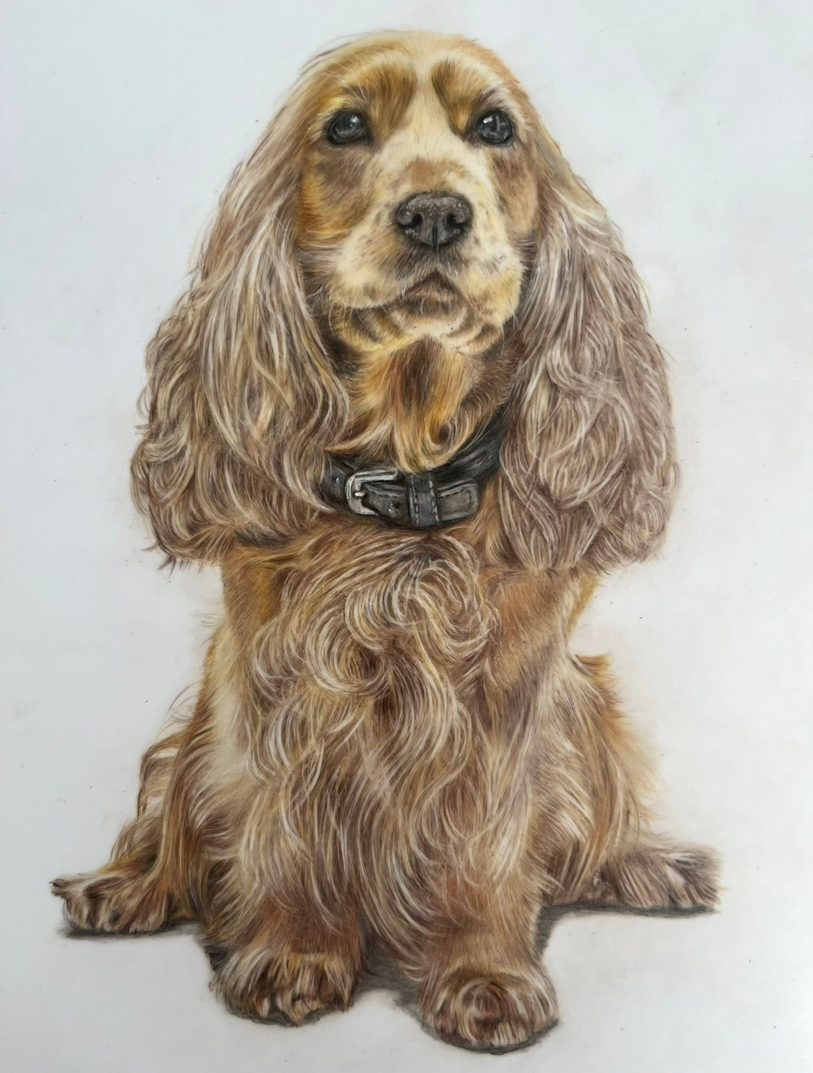 Original Coloured Pencil Spaniel Portrait | Niki Clifton Art