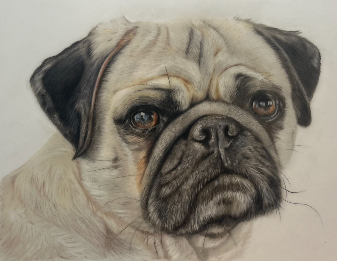 Original Coloured Pencil Pug Portrait Drawing | Niki Clifton Art