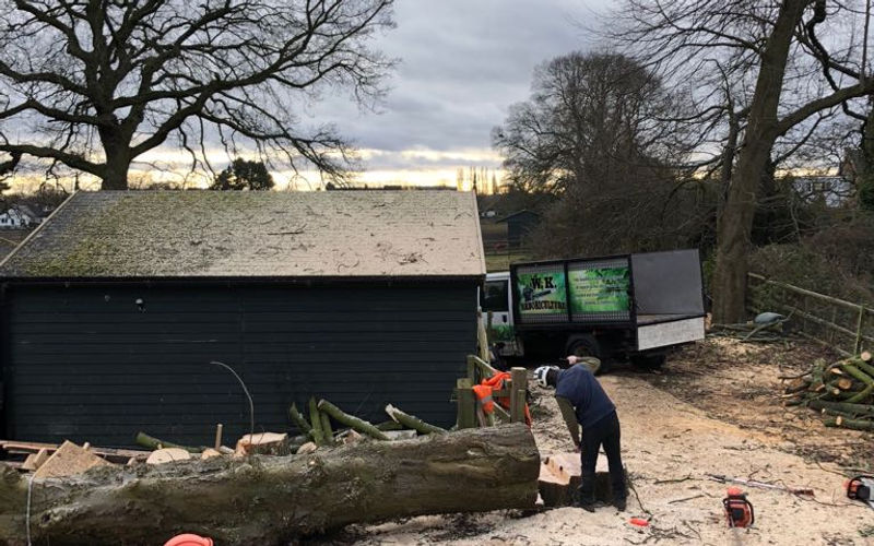 Large Oak Felling — Heswall — WK Arboriculture