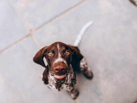 Junger Hund in der Pubertät blickt aufmerksam in die Kamera