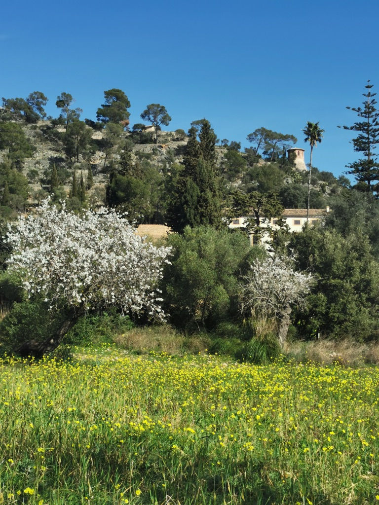Flor de almendro a los pies de la Serra de Tramuntana