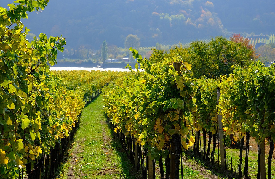 visite de vignoble.jpg