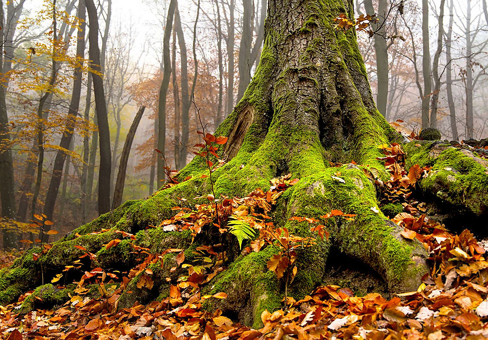 Tree roots in forest_above and under ground_Ctop 1000px_edited.jpg