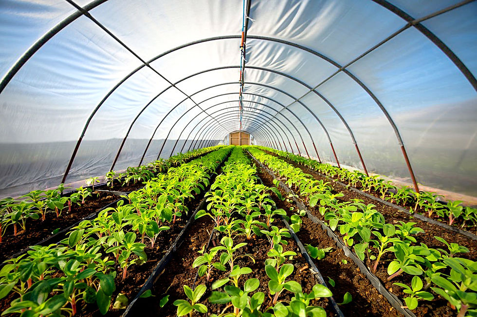 Greenhouse 2 Crop 1000px.jpg