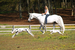 Horse, Nick and Ryan