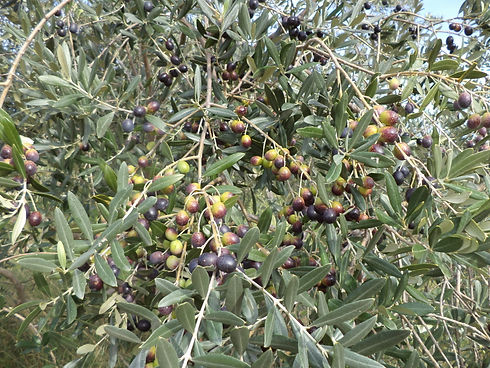 sapore in tavola - olive
