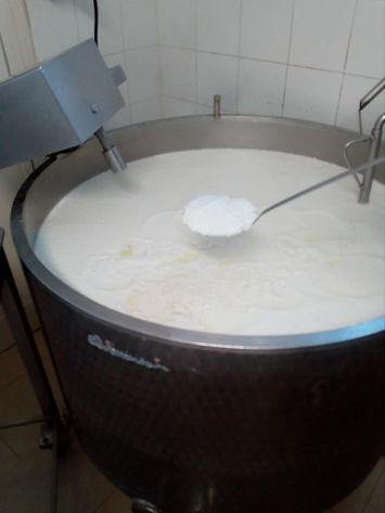 preparazione formaggio di mucca