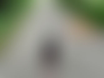 Dog Blog Part One: Using the trail with your dog