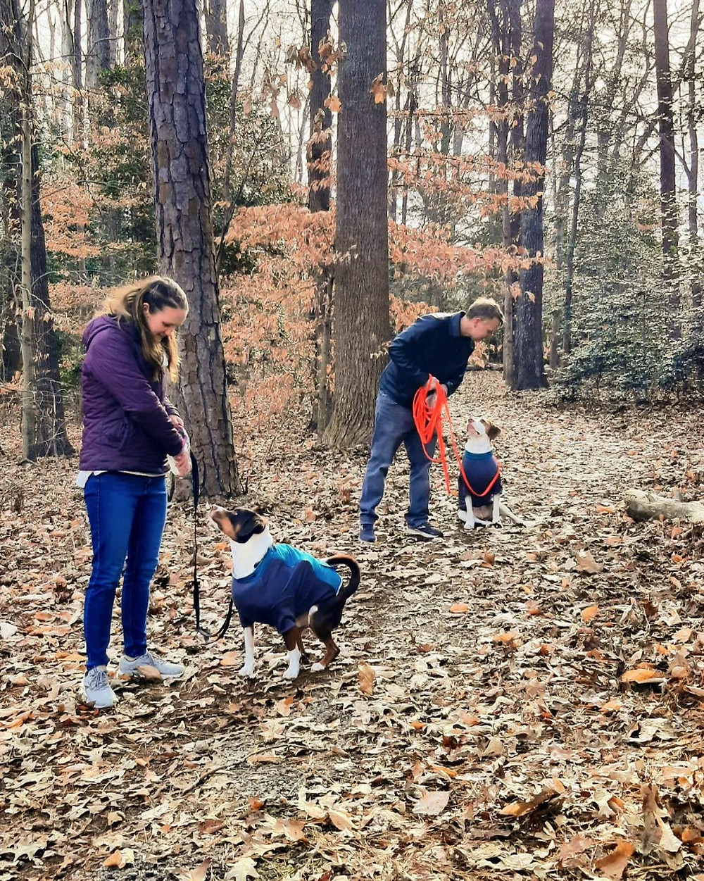 Two dogs in matching jackets focus on their handlers in a wooded setting