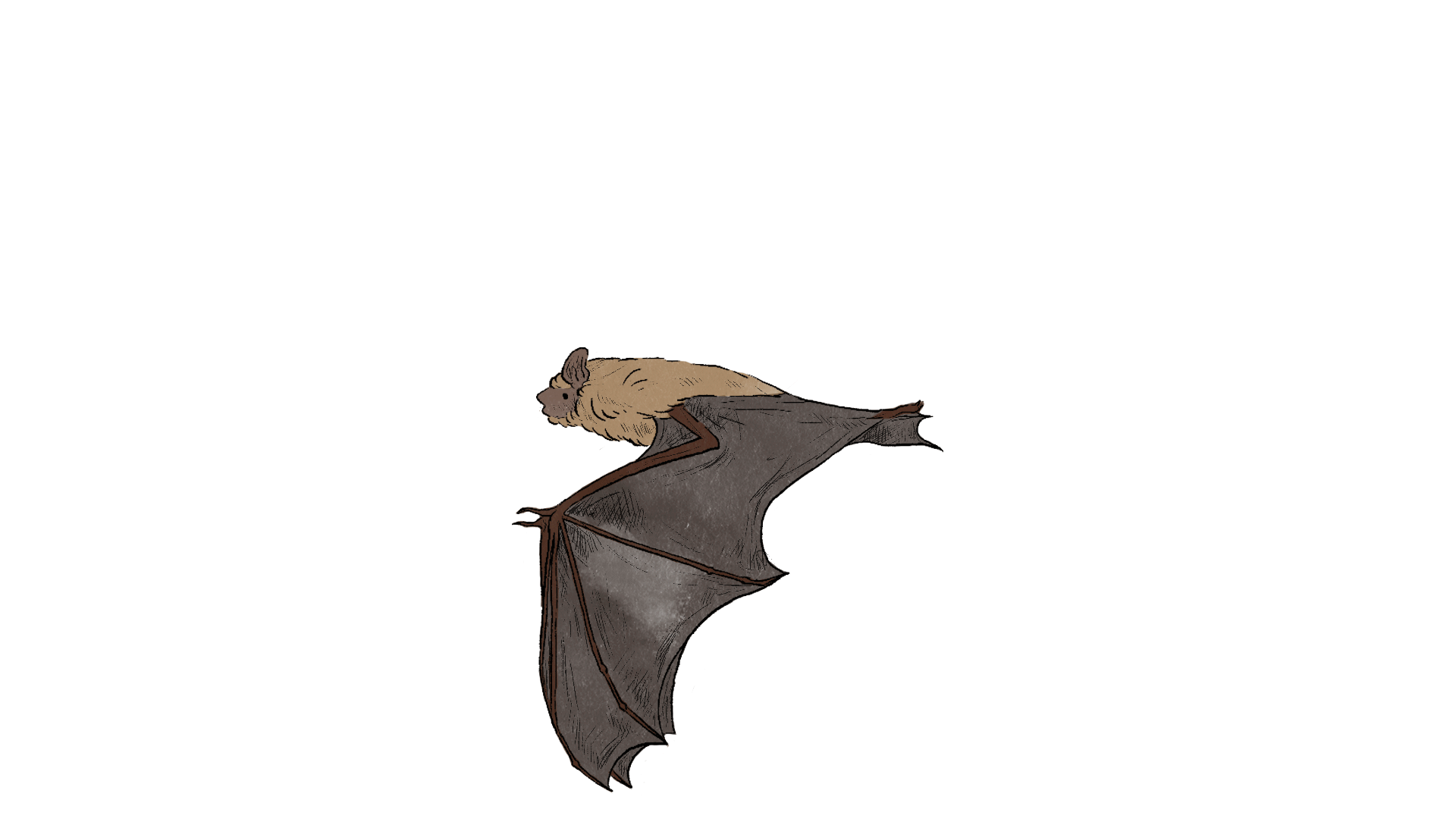 Bat_Fly2.gif