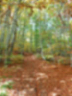 Foliage in Val d'Arda