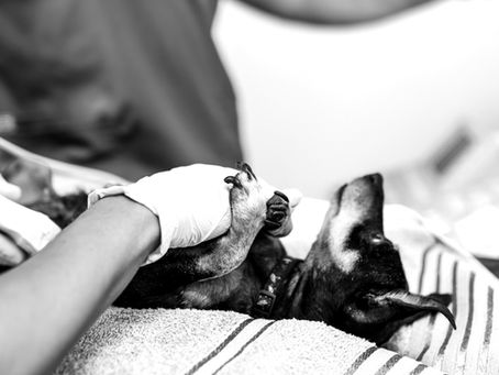 Behind the Scenes: Ethan's Tale of Patience, Learning, and Joy! 🐾