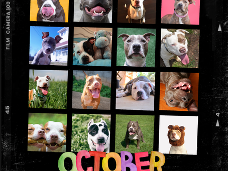 Dispelling the Myths: Understanding Pitbulls and their True Nature