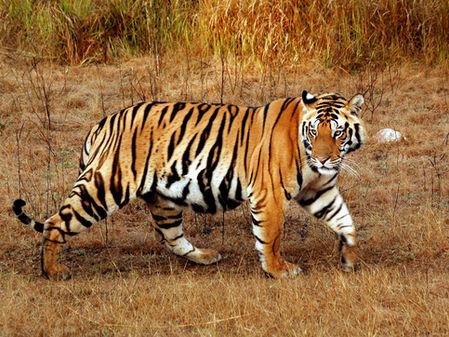 Anatomy of a Conservation Landscape