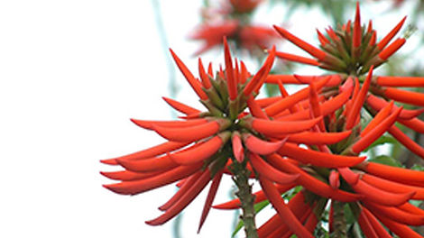 3-Erythrina-speciosa.jpg