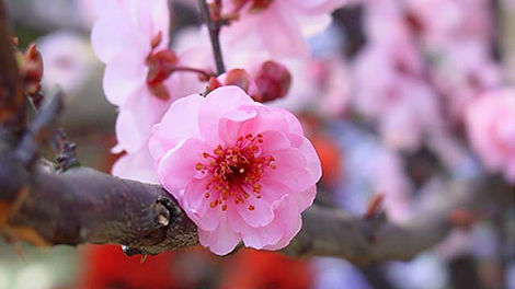 6-Prunus-mume.jpg