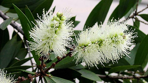 4-Melaleuca-cajuputi.jpg