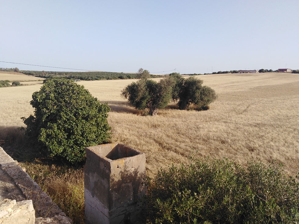 Réf : JOSEF-V057019