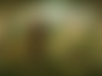 São Francisco de Assis: Modelo de Pobreza, Amor e Santidade