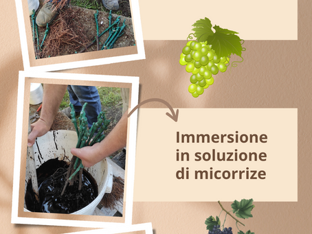 Fase 3° Realizzazione vigneto