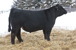 Cruise Control