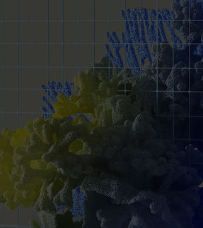 Colorful Corals_edited.jpg