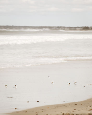 Coastal Photography-Horseneck-Beach- Westport-Ma. 005A8712_1_1.jpg soft brown