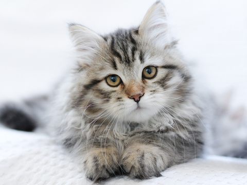 Pourquoi les chats sont attirés par les personnes qui ne souhaitent pas de contacts avec eux ?