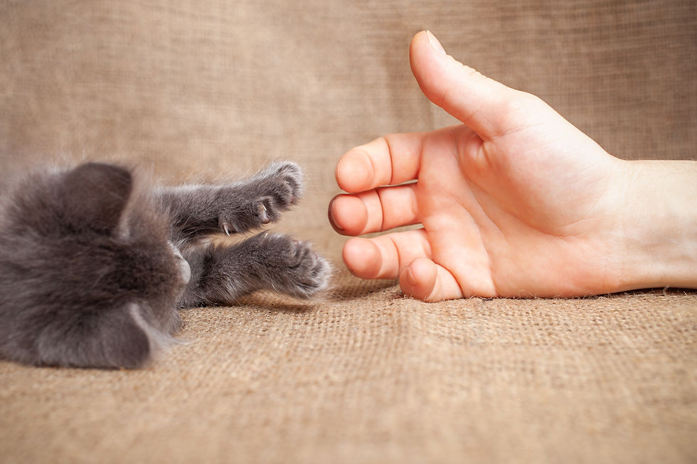 Jouer avec les mains et les pieds avec son chat