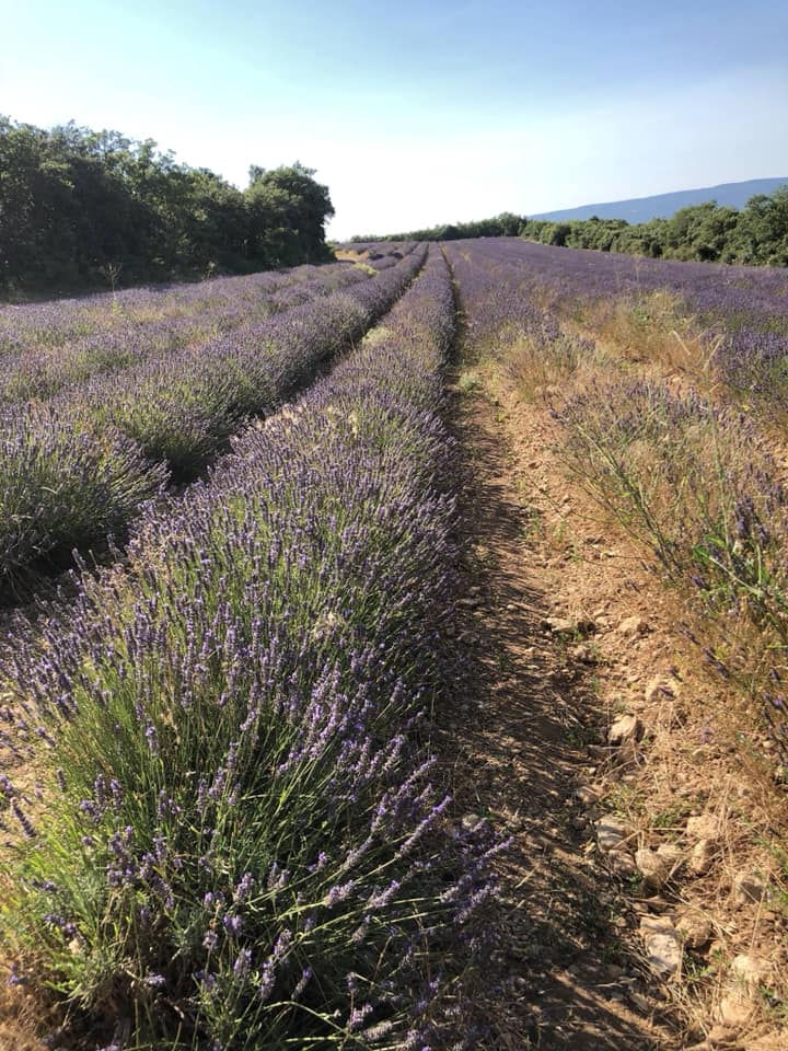 縮圖：F20/50ML大包裝醒目薰衣草精油