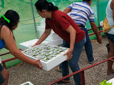 RCC Abut Advances Community Hydroponics Project with Lettuce Seedling Transplanting