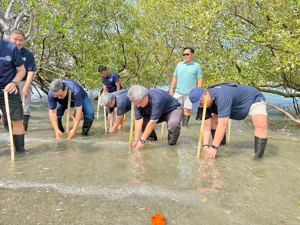 Growing Mangroves, Growing a Brighter Future