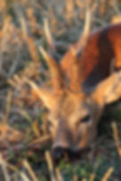 Chasse au brocard