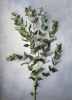 black-shed-eucalyptus-dalrympleana.jpeg
