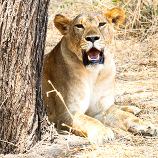 Tierfotografie: Tipps für Reisende und Abenteurer