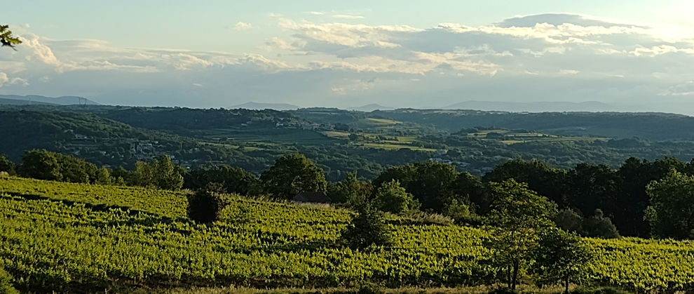L'hirondelle du Periret vue