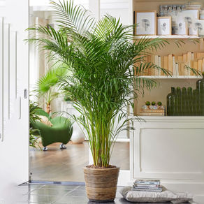 Tropical Indoor Plant £12.99