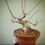 Miniatura: Acero Tridente "Buergerianum" shohin