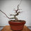 Miniatura: Shohin de arce palmado "Deshojo"
