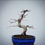 Miniatura: Acero Palmato "Deshojo" shohin