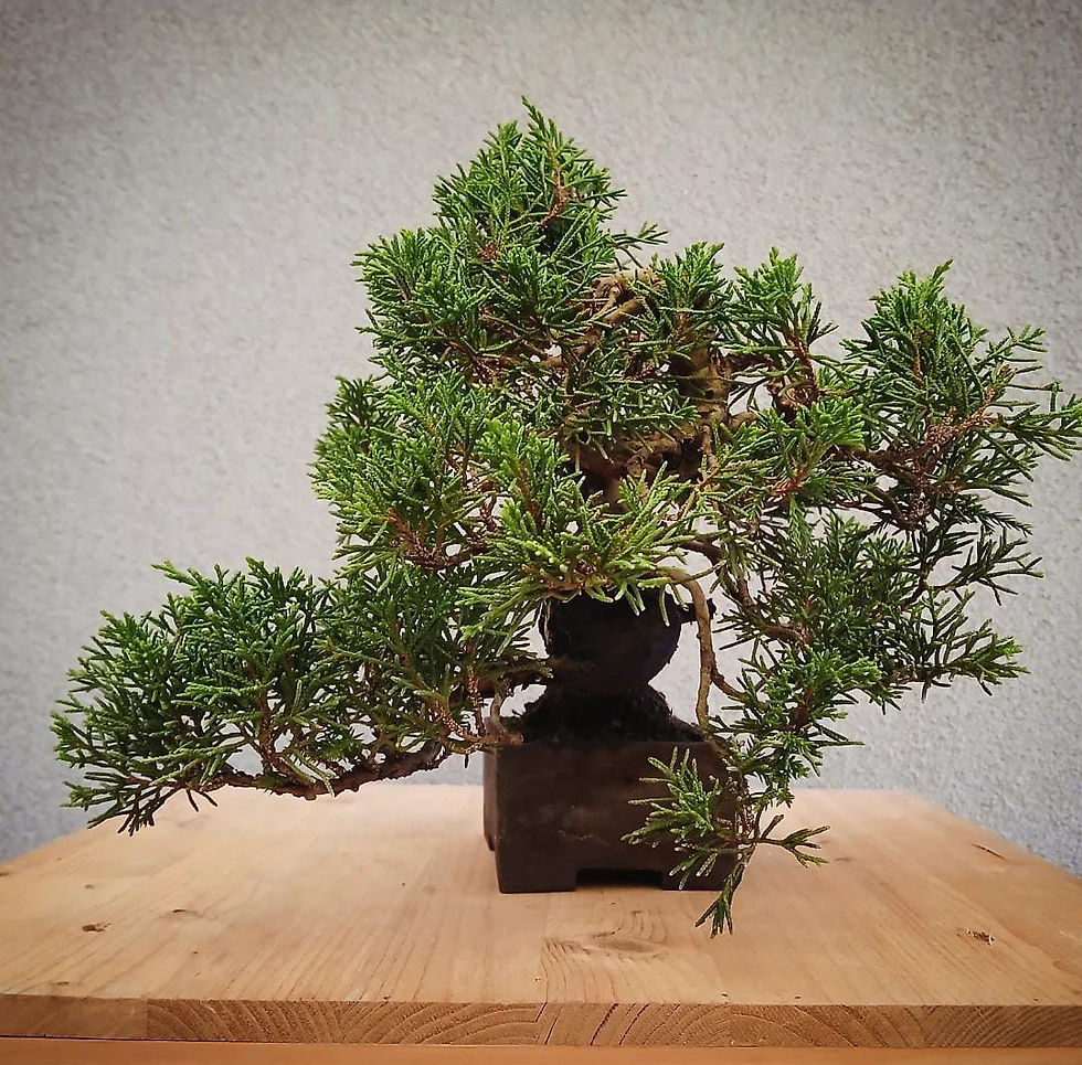 Miniatura: Ginepro "Itoigawa" shohin