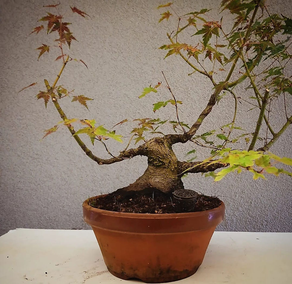 Miniaturbild: Acero Palmato "Arakawa" shohin