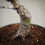 Miniature : Acero Palmato "Arakawa" shohin