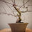 Miniaturbild: Acero Palmato "Deshojo" shohin