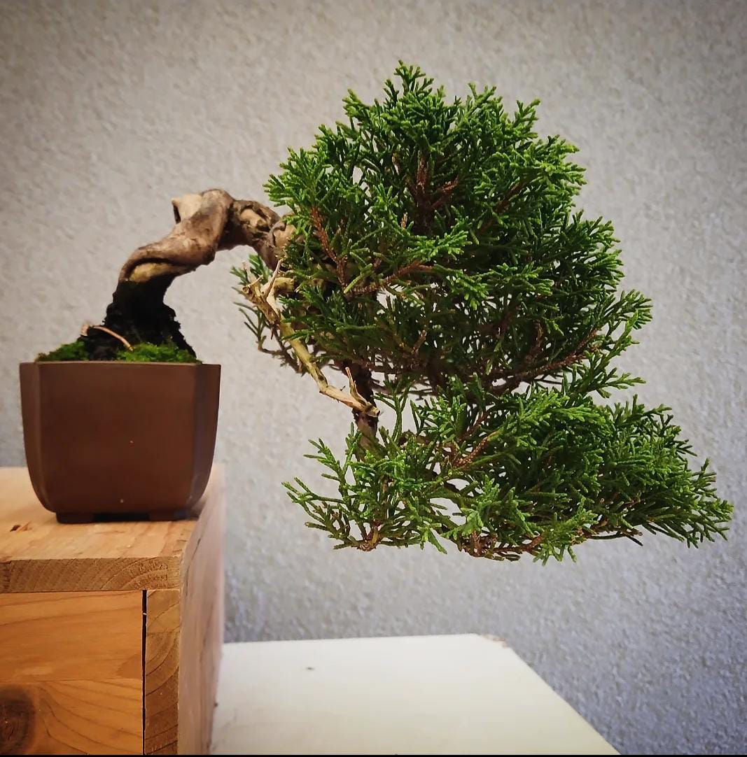 Juniper "Itoigawa" shohin