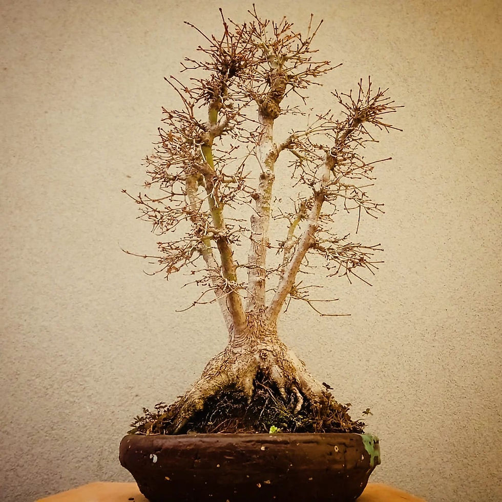 Miniatura: Acero Palmato "Yamamomiji"