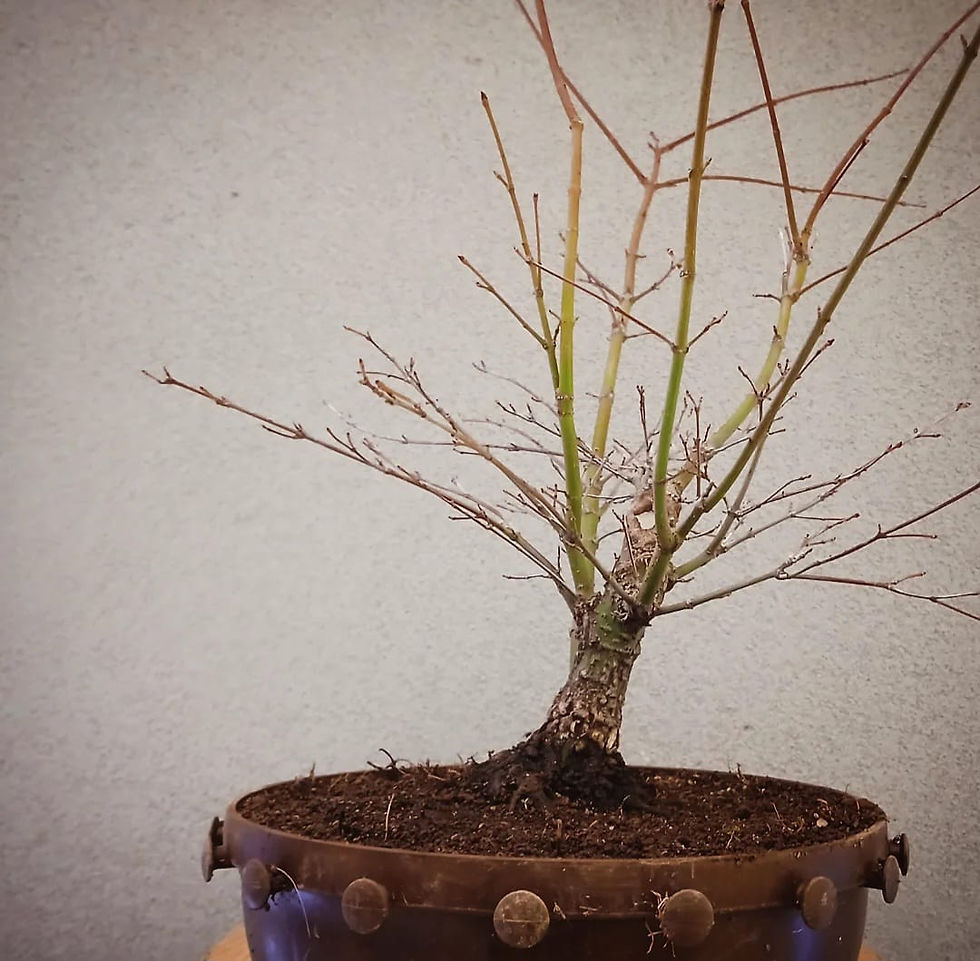 Miniaturbild: Acero Palmato "Arakawa" shohin
