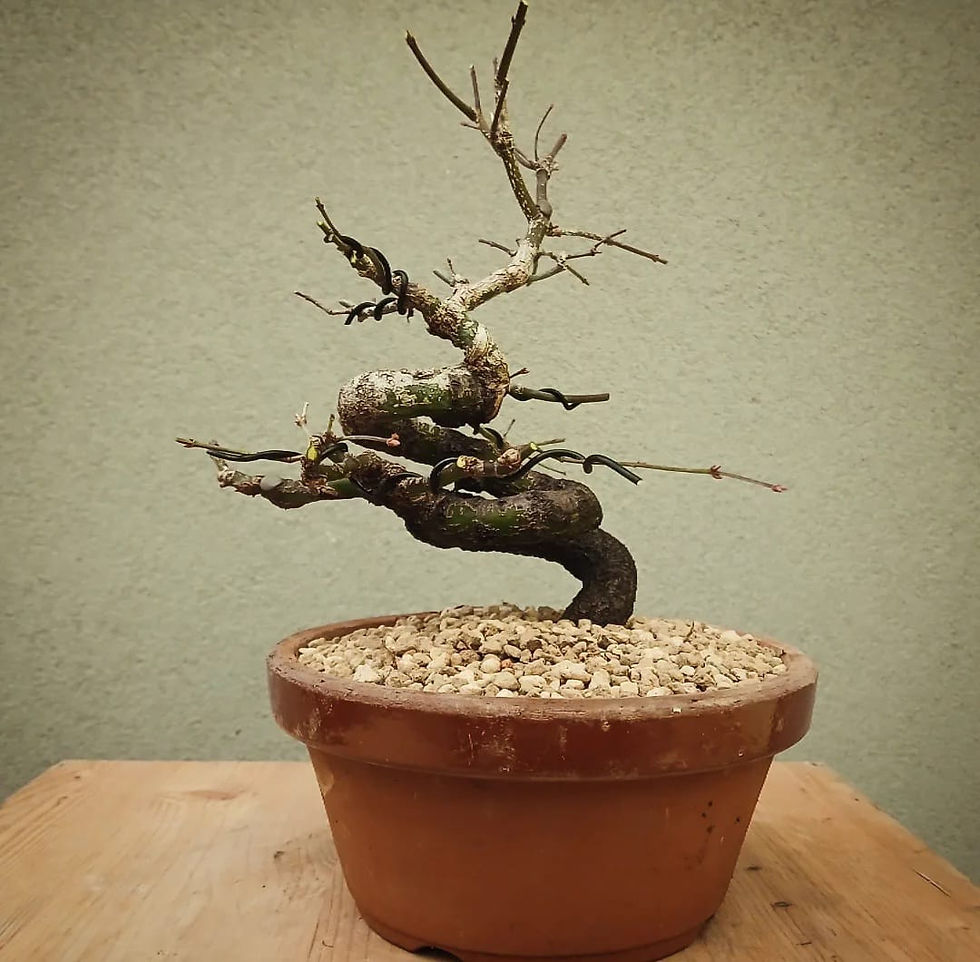 Thumbnail: Acero Palmato "Arakawa" shohin